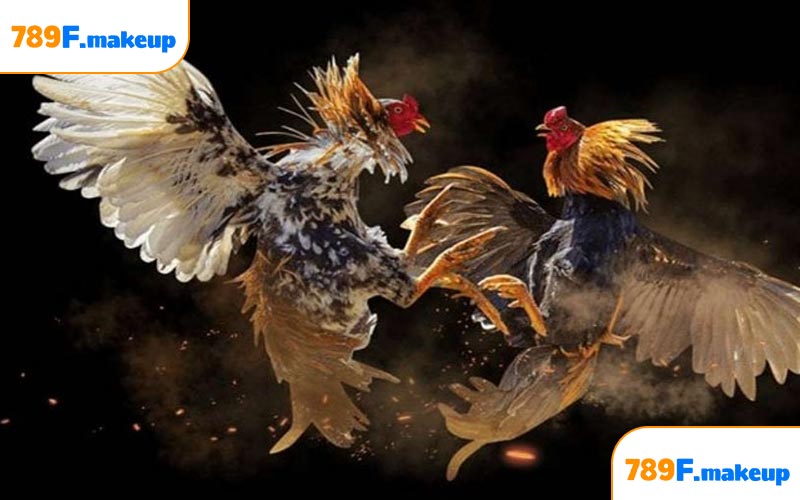 Tổng hợp các hình thức đá gà phổ biến tại 789F